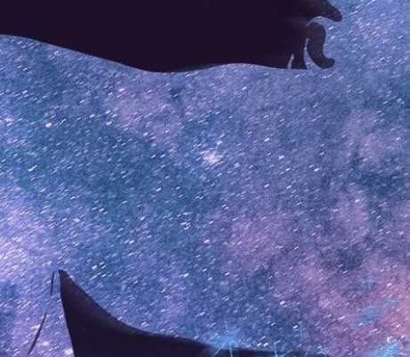 Unicorn Picture